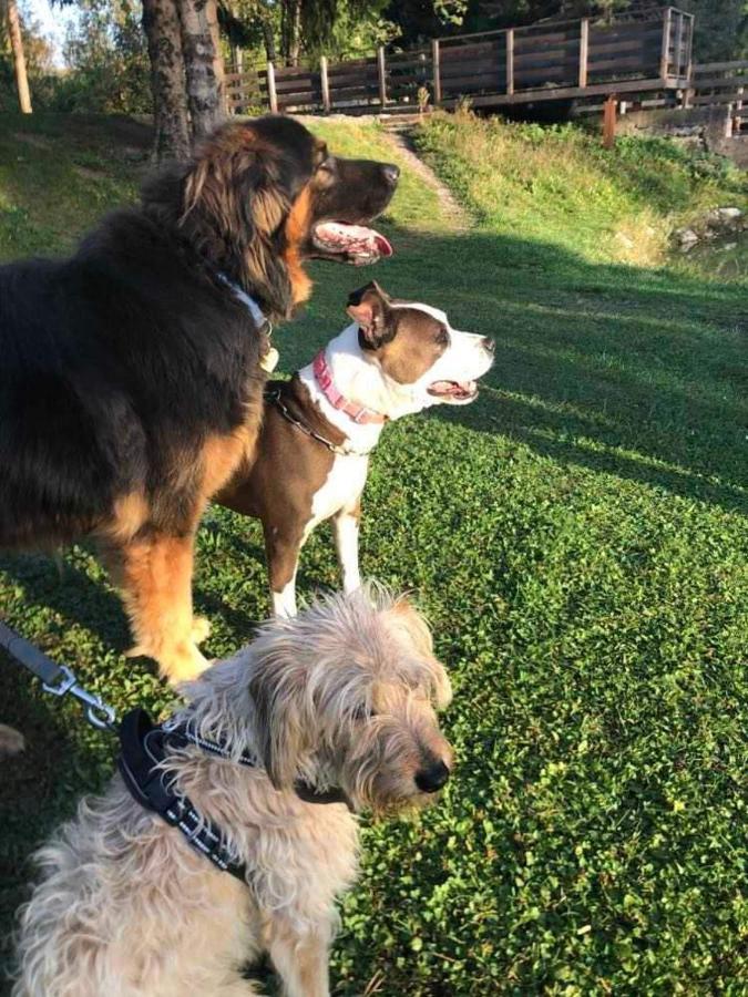 Holiday Guesthouse La Casina Di Butzi Pet Friendly - Terme Di Arta - Zoncolan Arta Terme Kültér fotó